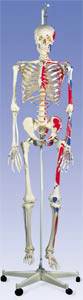 The Muscle Skeleton with Pelvic Hanging Roller Stand