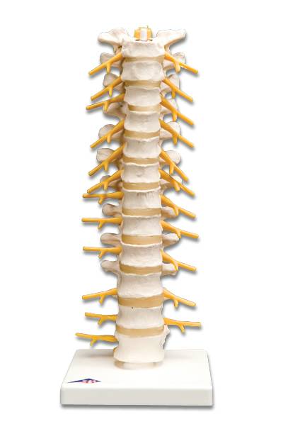 Thoracic Spinal Column Model