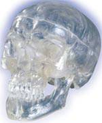 Transparent Skull Model