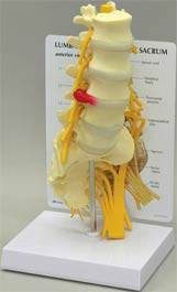 Vertebral Column Model Sacrum