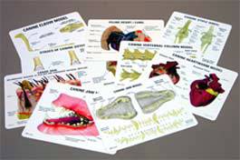 Veterinary Educational Card Set