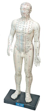 Human Acupuncture Model Male 11 in.