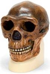 Anatomical Anthropological Skulls 
