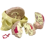 Brain Anatomy Models 