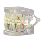 Anatomical Dental Teeth Models 