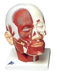 Head & Neck Anatomy Models