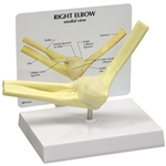 Elbow Joint Models