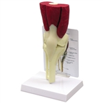 Knee Joint Models