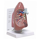 Lung Anatomical Models 