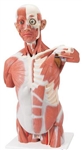 Human Anatomy Muscle Models 