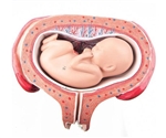 Anatomical Pregnancy Models