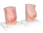 Anatomical Breast Models